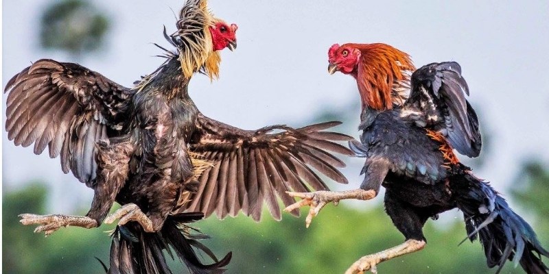Đá gà cựa dao là gì? Tổng quan về hình thức cá cược đỉnh cao